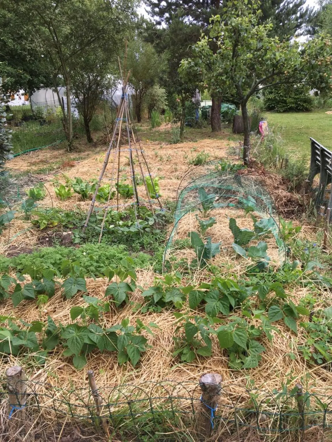 Jardin cultivé selon des pratiques agroécologiques avec paillage et diversité végétale