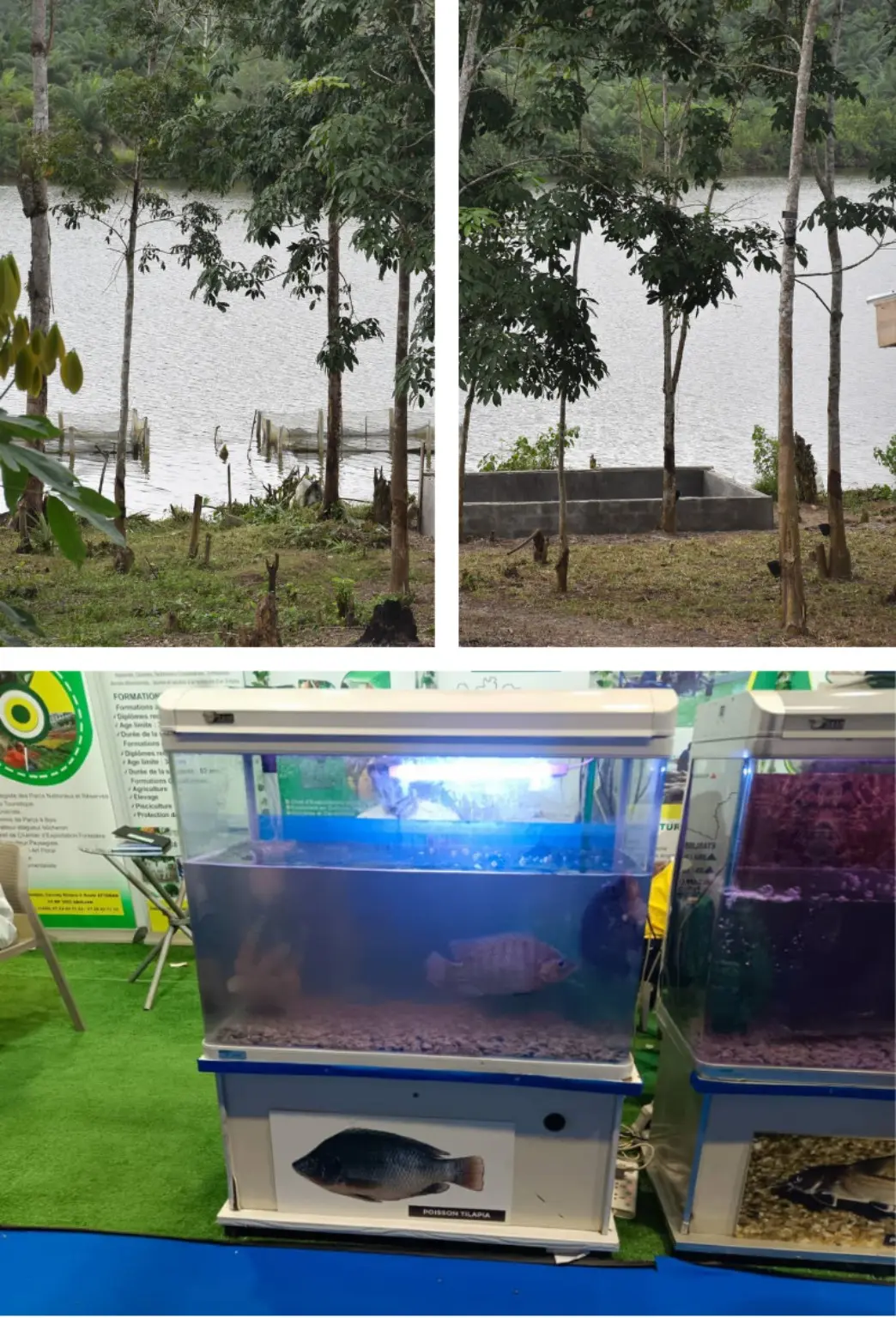 Vues du lac, des installations piscicoles et d’un tilapia du programme PVM